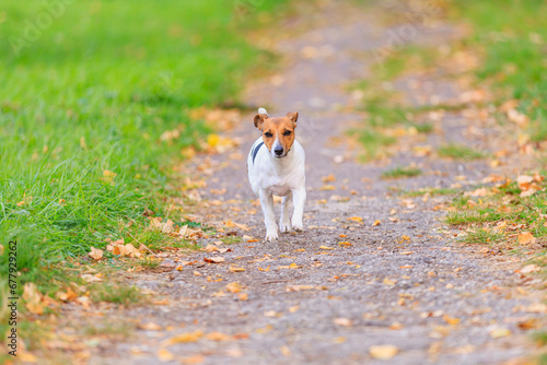 A cute Jack Russell Terrier dog runs along the path in the park. Pet portrait with selective focus and copy space