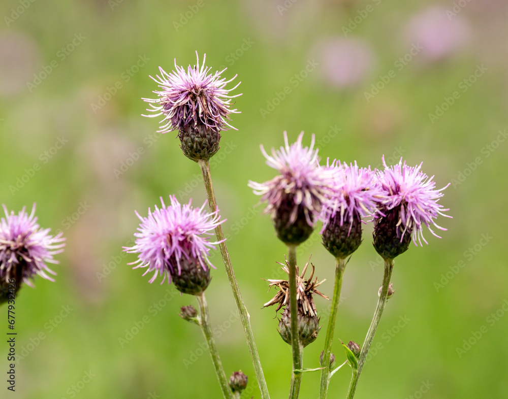 Wavy-Leaf Thistle Looks LIke It Got a Bad Haircut Wavy-Leaf Thistle Looks LIke It Got a Bad Haircut