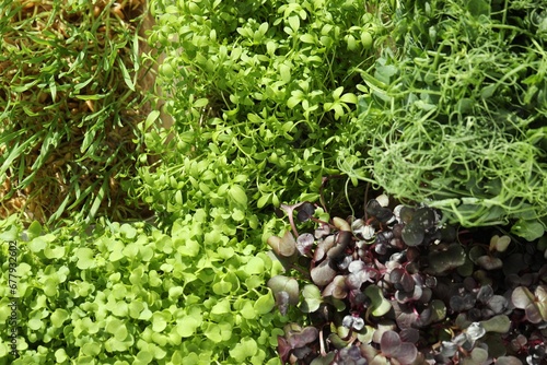 Different fresh natural microgreens on beige background, top view