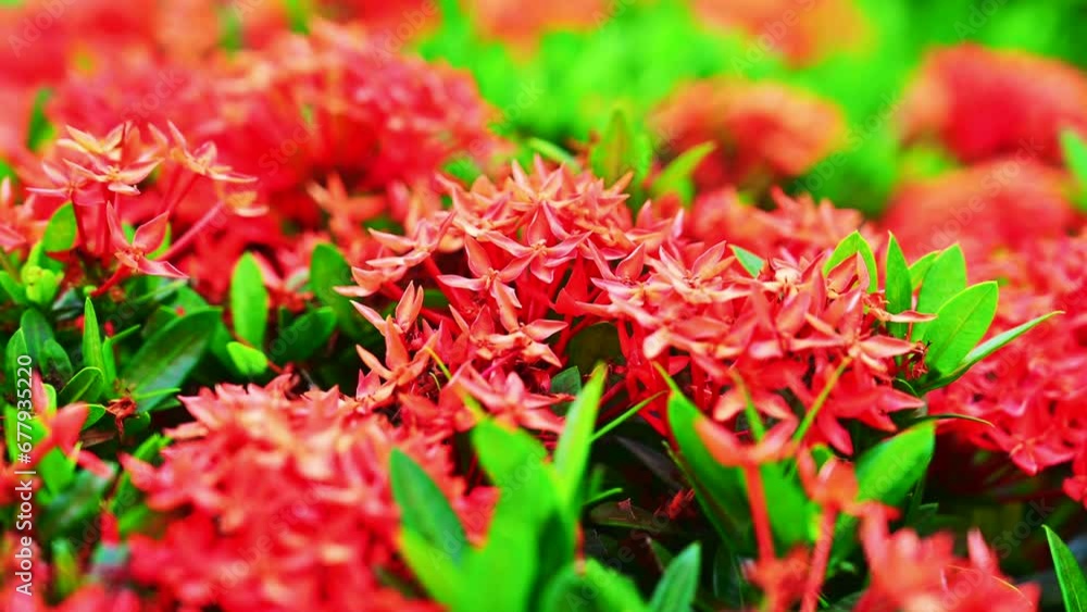 4K Video of red Ixora flower in the flower bed. 4K Video of red Ixora flower in the flower bed.