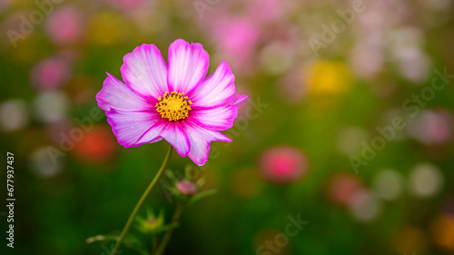 Cosmos Flowers in full bloom at the open field of Hwangnyongsa Buddhist Temple Historic Culture Archaeological Museum in Gyeongju City in South Korea at sunrise