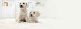 Cute little puppies on white carpet at home. Banner design with space for text