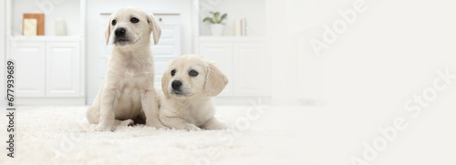 Cute little puppies on white carpet at home. Banner design with space for text photo