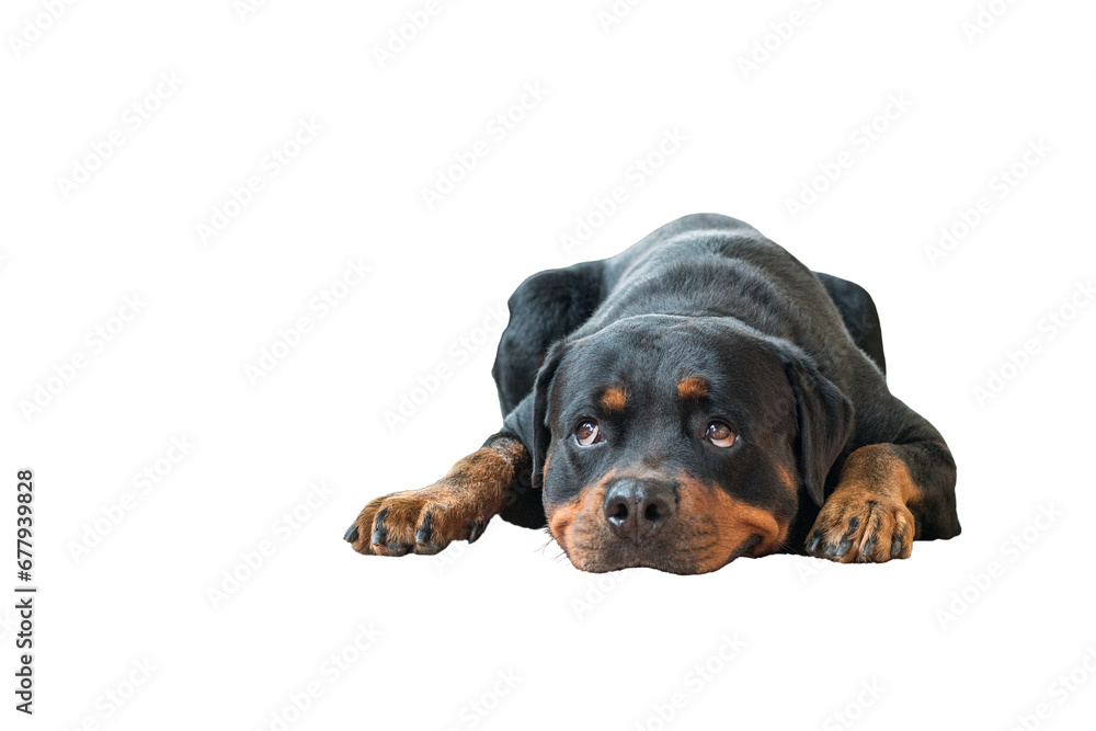 Fototapeta premium Dog rottweiler with head lying down on ground. Adorable and obedient. Isolated, transparent background.