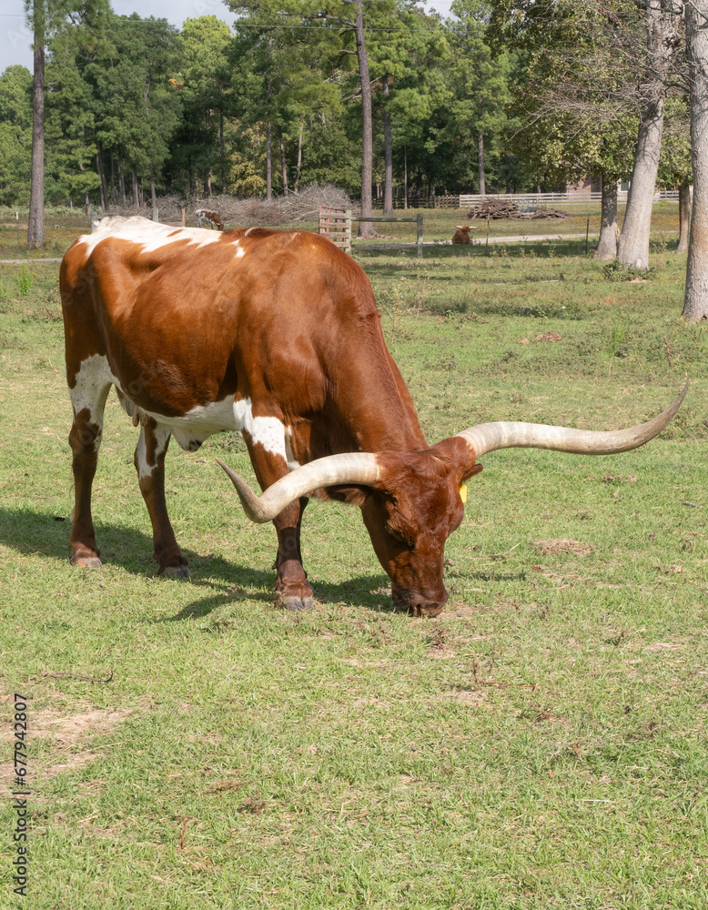 Sunlit Texas Longhorn Cow Grazing in Pasture Sunlit Texas Longhorn Cow Grazing in Pasture