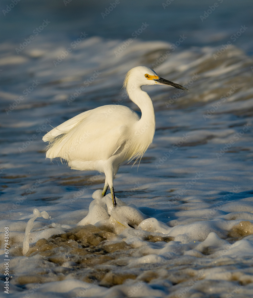 Beautiful Snowy Egret in an ocean habitat foraging for food. Beautiful Snowy Egret in an ocean habitat foraging for food.