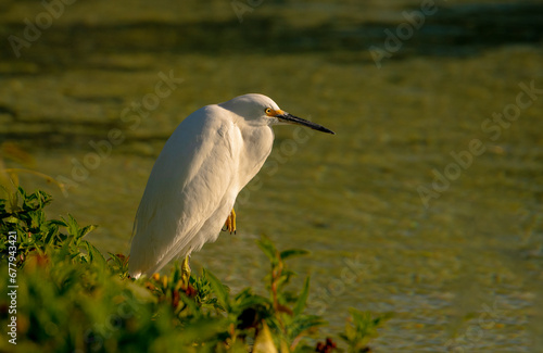 Beautiful Snowy Egret in an ocean habitat foraging for food.