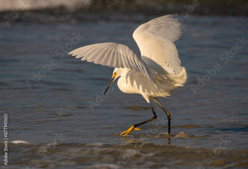 Beautiful Snowy Egret in an ocean habitat foraging for food. photo