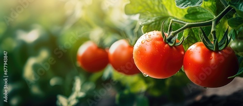 In the lush green garden of a thriving farm a red tomato plant bears fruit its healthy growth a testament to the nourishing nature of its agricultural background providing nutritious food a