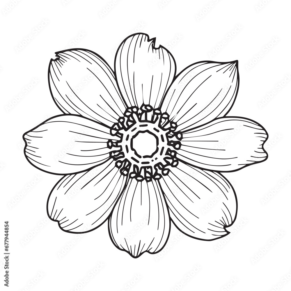 sketch of a flower sketch of a flower