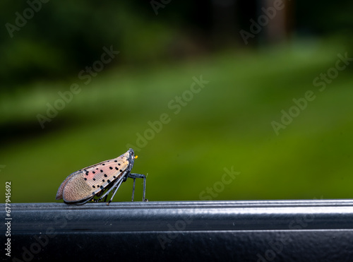 Spotted lantern fly
