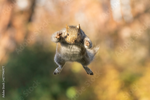 Superman Pose Gray Squirrel (Sciurus carolinensis). Small North American rodent species leaps  and reaches towards the viewer, fully outstretched. Jumping from branch to perch is an essential skill photo
