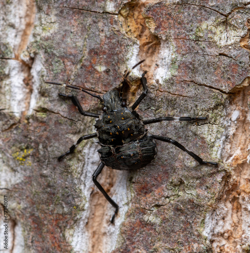 Black spiny bug on a tree
