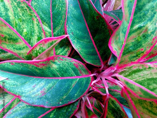 aglaonema leaf background photo