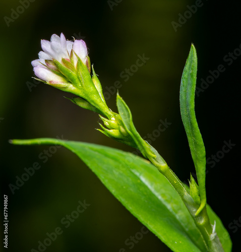 White and pink flower bud