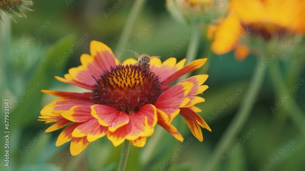 Bumblebee ballet on a cockade flower, a mesmerizing dance of nature's pollination in a vibrant garden.