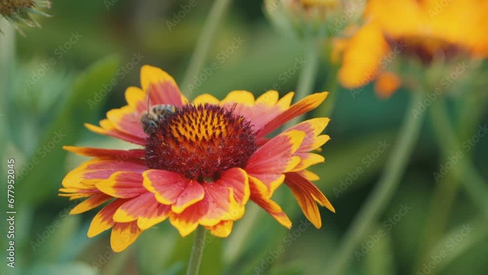 Bumblebee ballet on a cockade flower, a mesmerizing dance of nature's pollination in a vibrant garden. Bumblebee ballet on a cockade flower, a mesmerizing dance of nature's pollination in a vibrant garden.