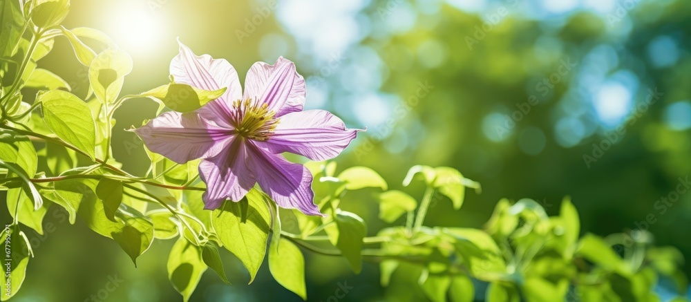 In the lush green background of the garden a vibrant clematis flower bloomed showcasing its captivating petals and delicate flower head in the summer sun representing the beauty of nature i In the lush green background of the garden a vibrant clematis flower bloomed showcasing its captivating petals and delicate flower head in the summer sun representing the beauty of nature i