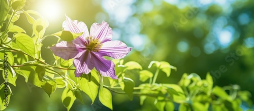 In the lush green background of the garden a vibrant clematis flower bloomed showcasing its captivating petals and delicate flower head in the summer sun representing the beauty of nature i