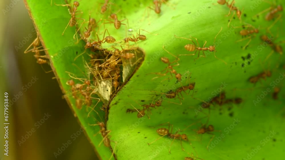 The macro shot of group of red or orange ants protects their nest. Made from green leaves, it shoots 4K video with natural light. The macro shot of group of red or orange ants protects their nest. Made from green leaves, it shoots 4K video with natural light.