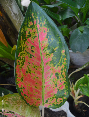 beautiful and beautiful colorful flowers