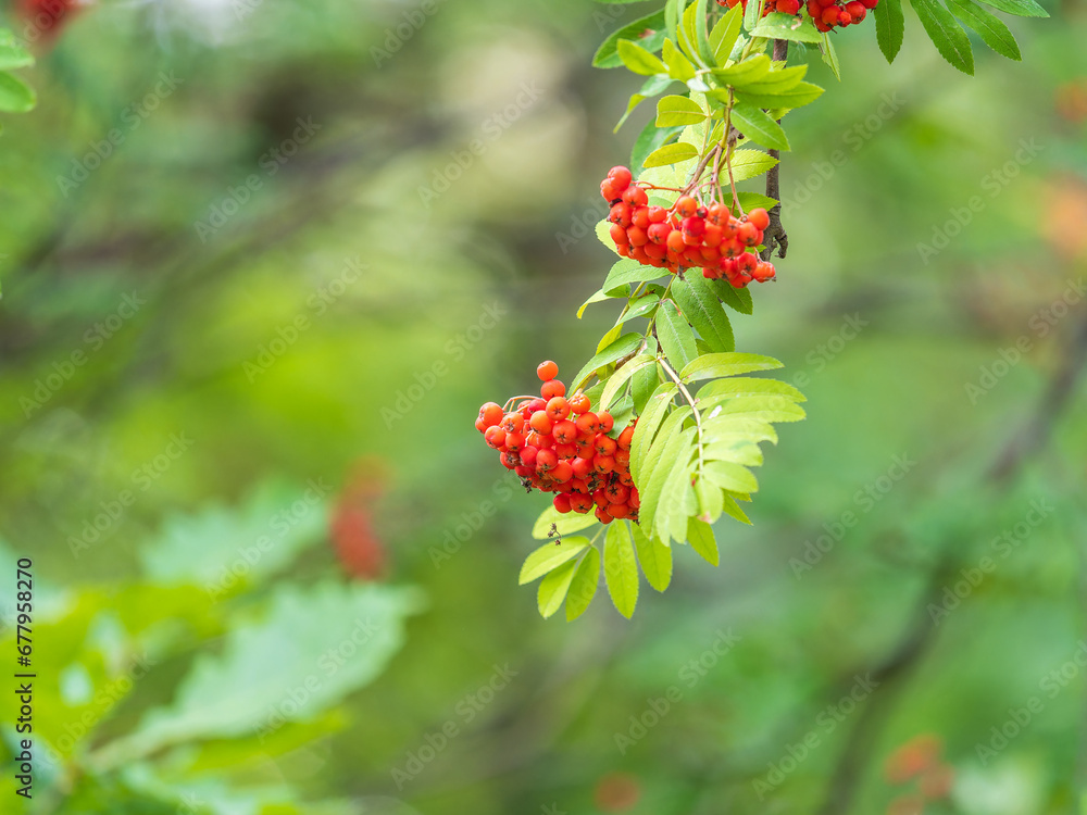 A bunch of red rowan in autumn leaves. A bunch of red rowan in autumn leaves.