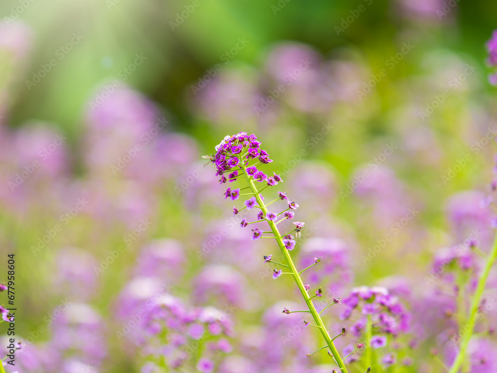 Verbena bonariensis flowers, Argentinian Vervain or Purpletop Vervain, Clustertop Vervain, Tall Verbena, Pretty Verbena, in garden Verbena bonariensis flowers, Argentinian Vervain or Purpletop Vervain, Clustertop Vervain, Tall Verbena, Pretty Verbena, in garden