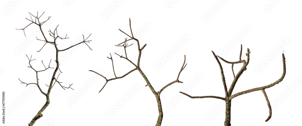 tree death or branch die isolated on white background.png - obrazy, fototapety, plakaty 