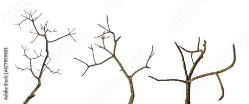 Foto tree death or branch die isolated on white background.png