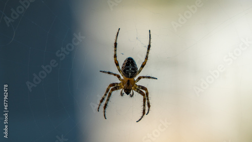 European garden spider on a web