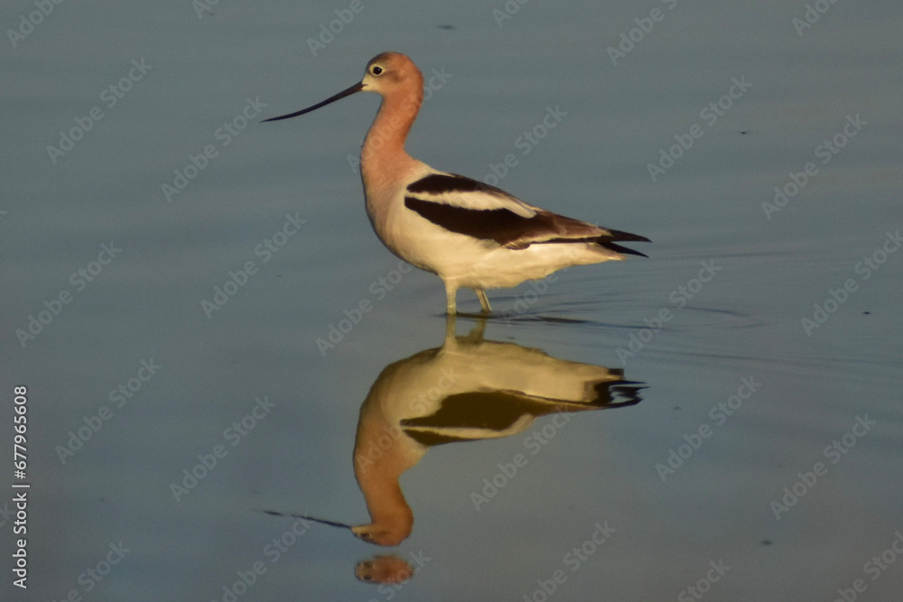 Obraz premium American Avocet
