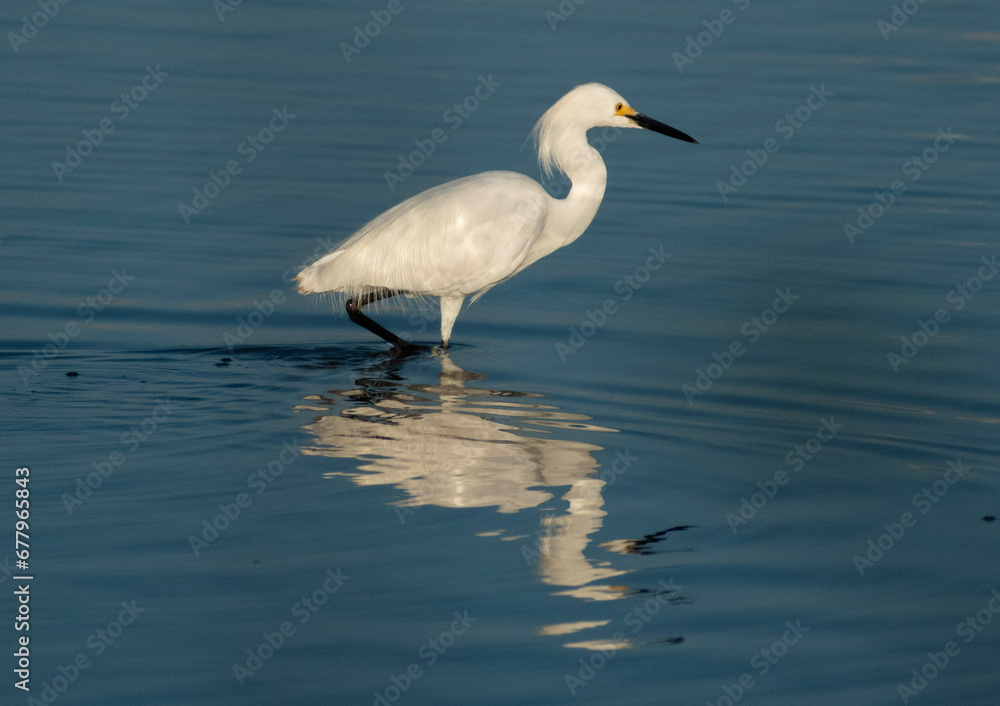 Egret on the Water