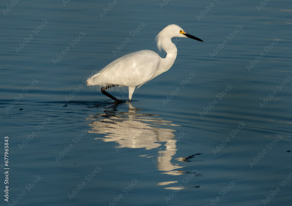 Egret on the Water Egret on the Water