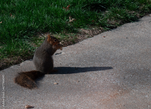 squirrel in the park
