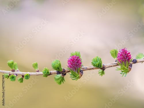 Larch tree fresh pink cones blossom at spring on nature background