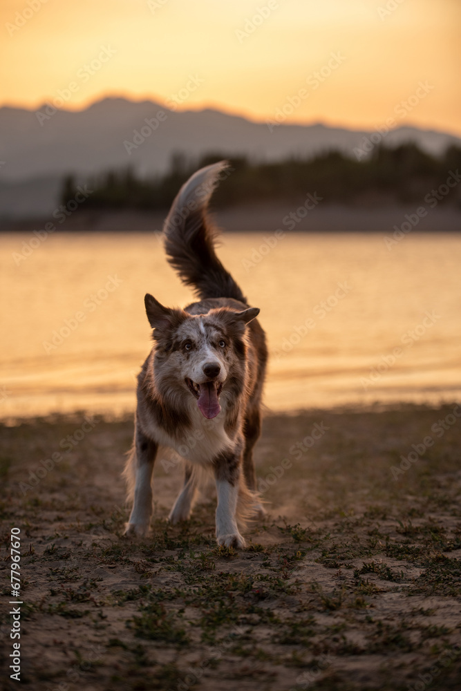 Dog playing at the mountain lake shore at sunset. Cheerful adult border collie runs forward in sand. High quality vertical photo