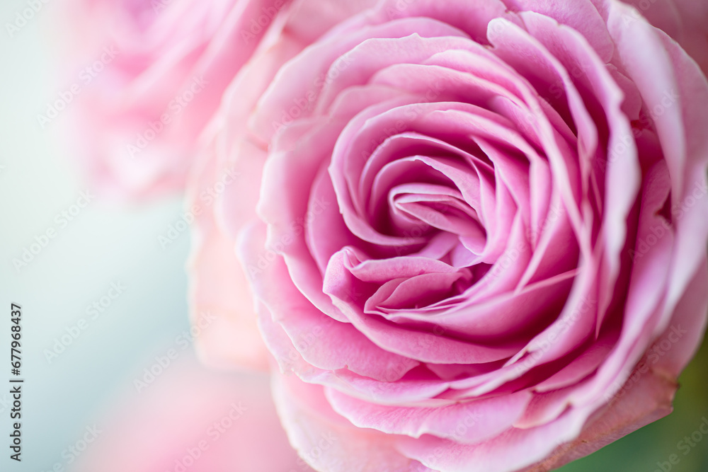 Rose flower pink beautiful macro close up Rose flower pink beautiful macro close up