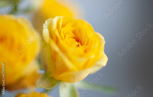 Flower roses yellow close up macro