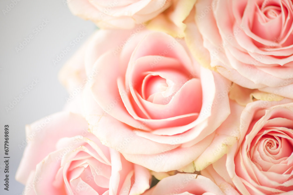 Beautiful flower rose pink pure macro close up Beautiful flower rose pink pure macro close up