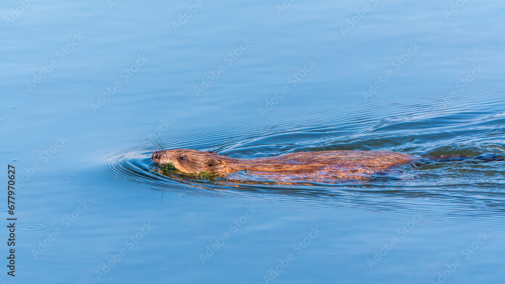 Muskrat, Ondatra zibethicuseats swiming at the surface of the lake water. Muskrat, Ondatra zibethicuseats swiming at the surface of the lake water.
