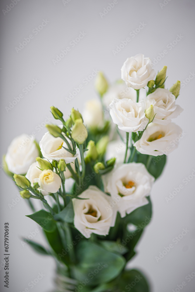 Flower white macro close up beautiful flowers Flower white macro close up beautiful flowers