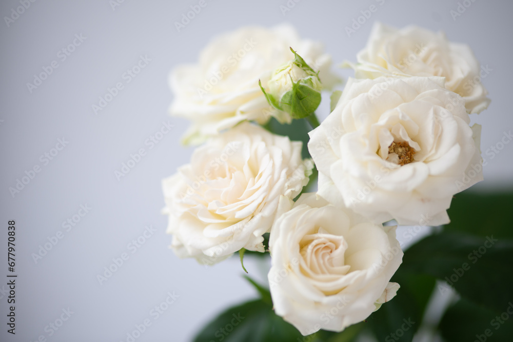 Flower white macro close up beautiful flowers Flower white macro close up beautiful flowers