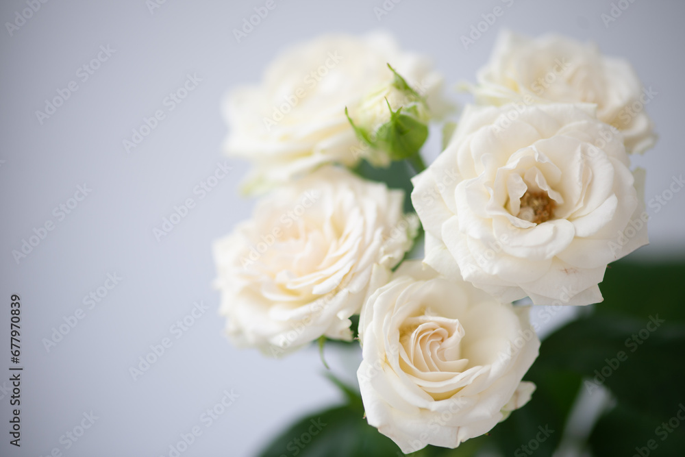 Flower white macro close up beautiful flowers Flower white macro close up beautiful flowers