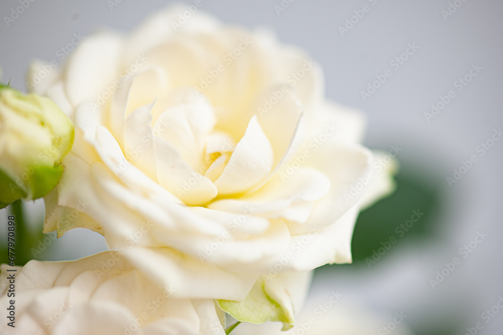 Obraz premium Flower white macro close up beautiful flowers