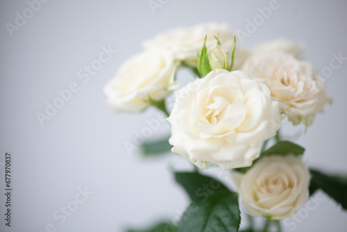 Flower white macro close up beautiful flowers © Utkamandarinka