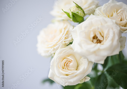 Flower white macro close up beautiful flowers