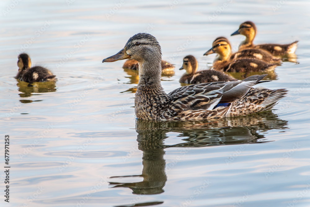 A family of ducks, a duck and its little ducklings are swimming in the water. The duck takes care of its newborn ducklings. Mallard, lat. Anas platyrhynchos A family of ducks, a duck and its little ducklings are swimming in the water. The duck takes care of its newborn ducklings. Mallard, lat. Anas platyrhynchos