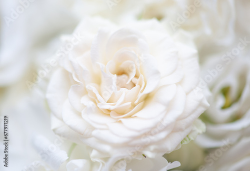 Flower white macro close up beautiful flowers