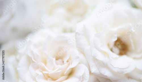 Flower white macro close up beautiful flowers