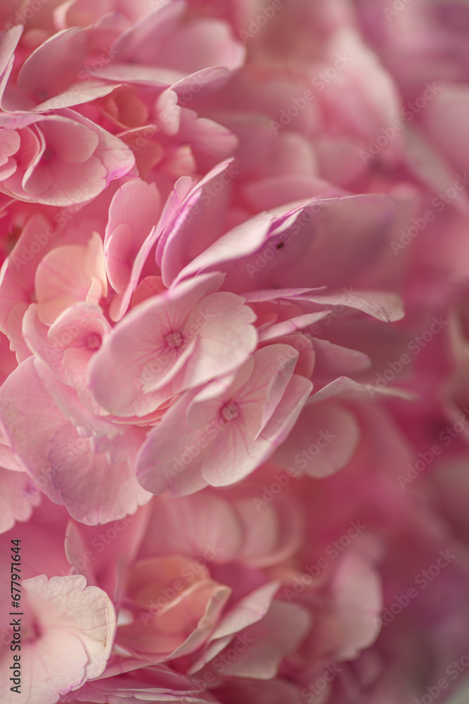 Hortensia flower pink macro close up hydrangea
